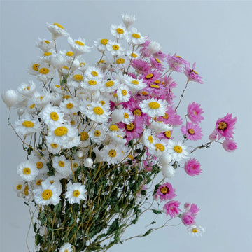 Real Small Daisies Romance Dried Natural Fresh Flowers Chrysanthemum Bouquet for Home Wedding Decoration Rudan RuBird Flores