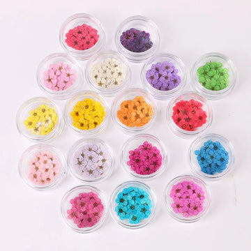Don't miss it! 100pcs pressed dried daffodils and plum blossoms with box, great accessories for epoxy resin jewelry and nail art