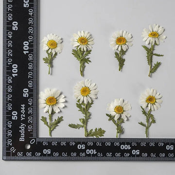 NEW Real Natural Daisy Dried Pressed Flowers DIY Materials Pack Of 200 Pieces for Resin Jewelry Nail Stickers Makeup Art Crafts