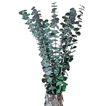 10 PCS Preserved Dried Eucalyptus Branches Decorative Preserved Eucalyptus Stems Shower Plant Relieve Stress Home Bathroom Decor