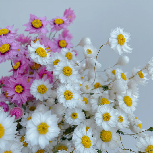 Real Small Daisies Romance Dried Natural Fresh Flowers Chrysanthemum Bouquet for Home Wedding Decoration Rudan RuBird Flores