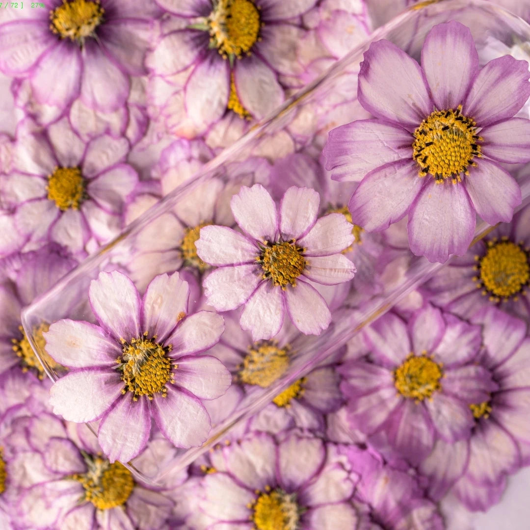 120pcs Dried Pressed Natural Purple Cosmos Bipinnata Cav. Flower For Postcard Photo Frame Jewelry Bookmark Craft DIY Accessories