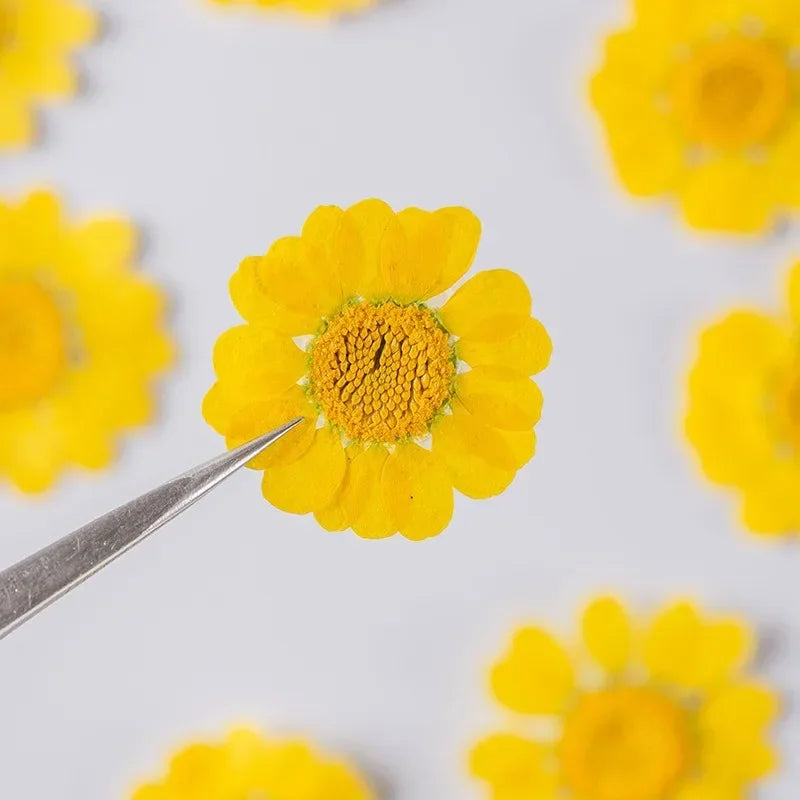 100PCS Set Yellow Dried Flowers 2.5-3cm Natural Real Pressed Flowers for DIY Resin Mold Fillings Bookmark Making Nail Art Decor