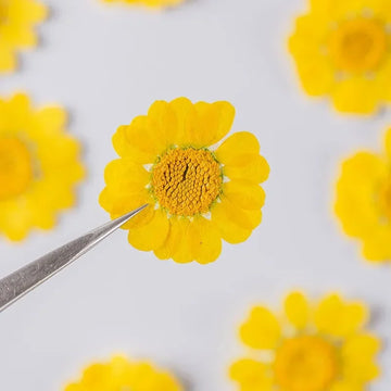 100PCS Set Yellow Dried Flowers 2.5-3cm Natural Real Pressed Flowers for DIY Resin Mold Fillings Bookmark Making Nail Art Decor
