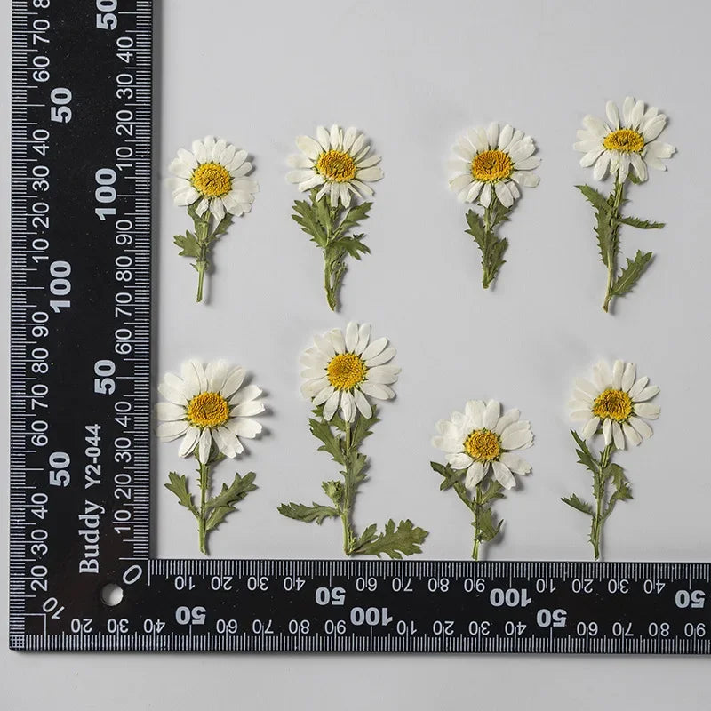 NEW Real Natural Daisy Dried Pressed Flowers DIY Materials Pack Of  200 Pieces for Resin Jewelry Nail Stickers Makeup Art Crafts