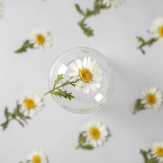 NEW Real Natural Daisy Dried Pressed Flowers DIY Materials Pack Of  200 Pieces for Resin Jewelry Nail Stickers Makeup Art Crafts