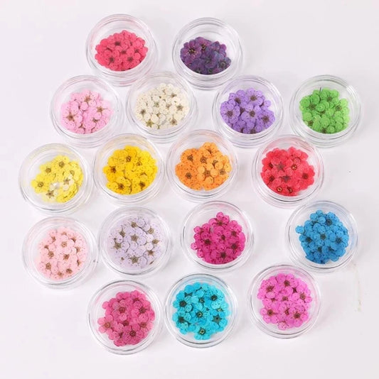 100pcs Pressed Dried Narcissus Plum Blossom Flower With Box For Epoxy Resin Jewelry Making Nail Art Craft DIY