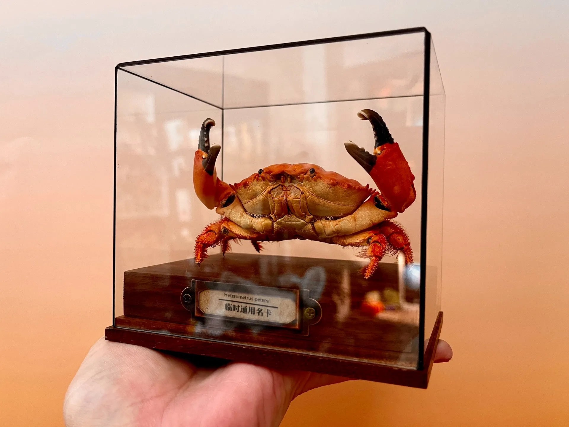 Etisus Dentatus Real Crab Specimen Special Handicrafts Collectors Home Decor Ornament Desk Decoration Customized