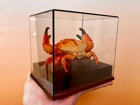 Etisus Dentatus Real Crab Specimen Special Handicrafts Collectors Home Decor Ornament Desk Decoration Customized