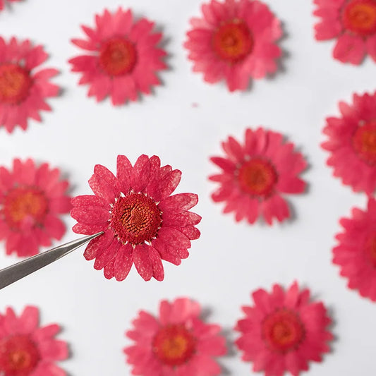 120 pcs Pressed Press Dried Daisy Dry Flower Plants For Epoxy Resin Pendant Necklace Jewelry Making Craft DIY Accessories