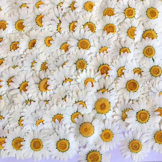 2025 New 100Pcs Natural Dried Flowers White Daisy Pressed Flower for Jewelry Nail Stickers Dried Chrysanthemum for Phone Case