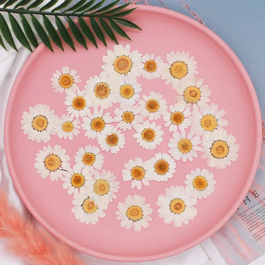 100pcs Natural Dried Flowers White Daisy Pressed Flower For Jewelry Nail Stickers Dried Chrysanthemum