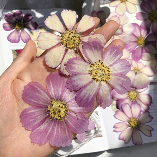120pcs Dried Pressed Natural Purple Cosmos Bipinnata Cav. Flower For Postcard Photo Frame Jewelry Bookmark Craft DIY Accessories