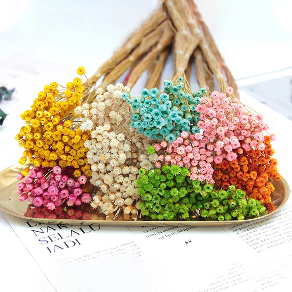 250Pcs Real Dry Flower Natural Dried Flowers Decorative Photography Home Decor Photo Backdrop Decor Dried Flower Bouquet