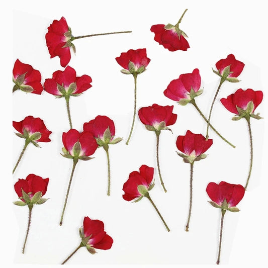 60pcs Pressed Press Dried Rose Dry Flower Plants For Epoxy Resin Pendant Necklace Jewelry Making Craft DIY Accessories